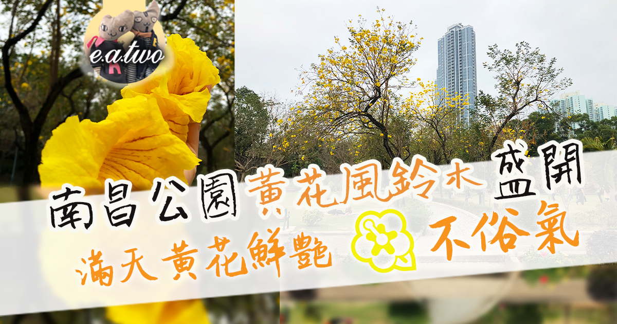 南昌公園黃花風鈴木盛開 滿天黃花鮮艷不俗氣