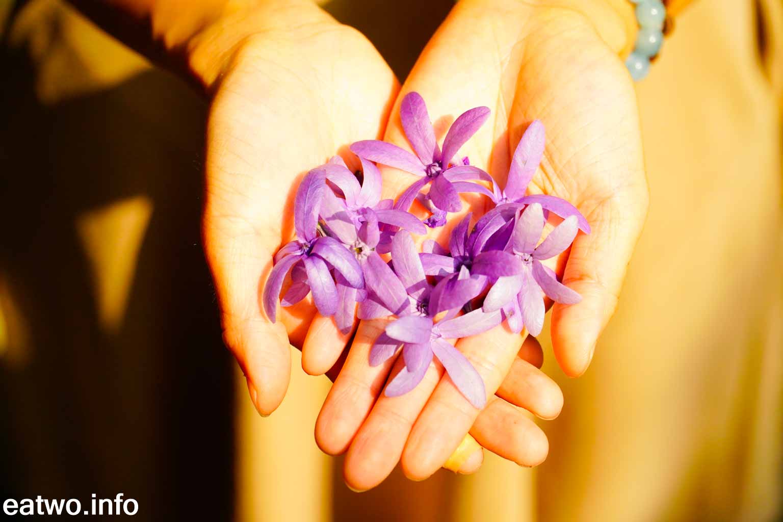 21賞花地圖 浪漫紫藍花海 嘉道理農場高雅藍花藤開花罕見密集白花油麻藤小花園睇埋紫花風鈴木 榮光花 Eatwo 兩個人醫吓肚