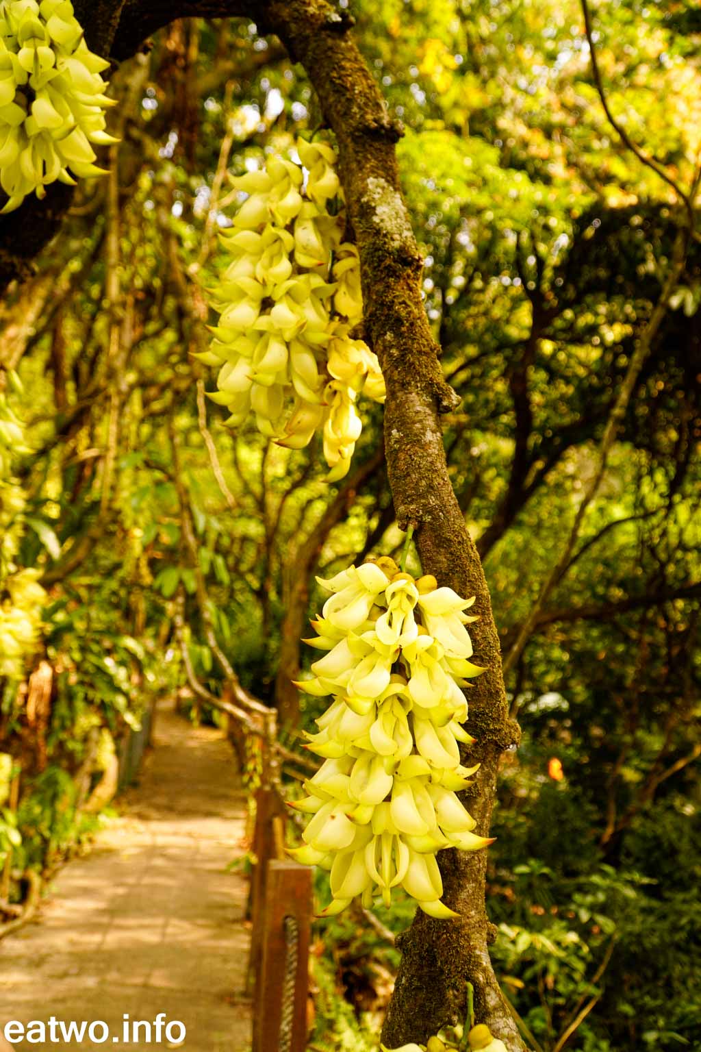 21賞花地圖 浪漫紫藍花海 嘉道理農場高雅藍花藤開花罕見密集白花油麻藤小花園睇埋紫花風鈴木 榮光花 Eatwo 兩個人醫吓肚